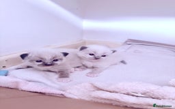 Ragdoll cats for sale: Beautiful Ragdoll kittens - Image 9