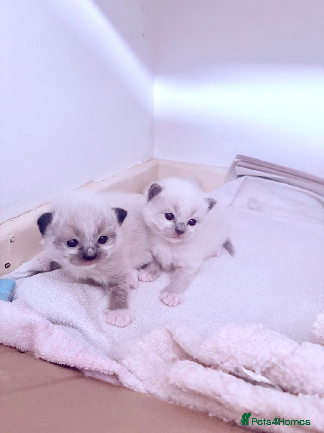 Ragdoll cats for sale: Beautiful Ragdoll kittens - Image 9