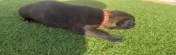 Staffordshire Bull Terrier dogs for sale: KC Registered Red/Brindle Staffy Puppies - Advert 12