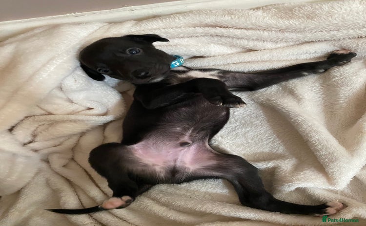 Whippet dogs - Advert 1