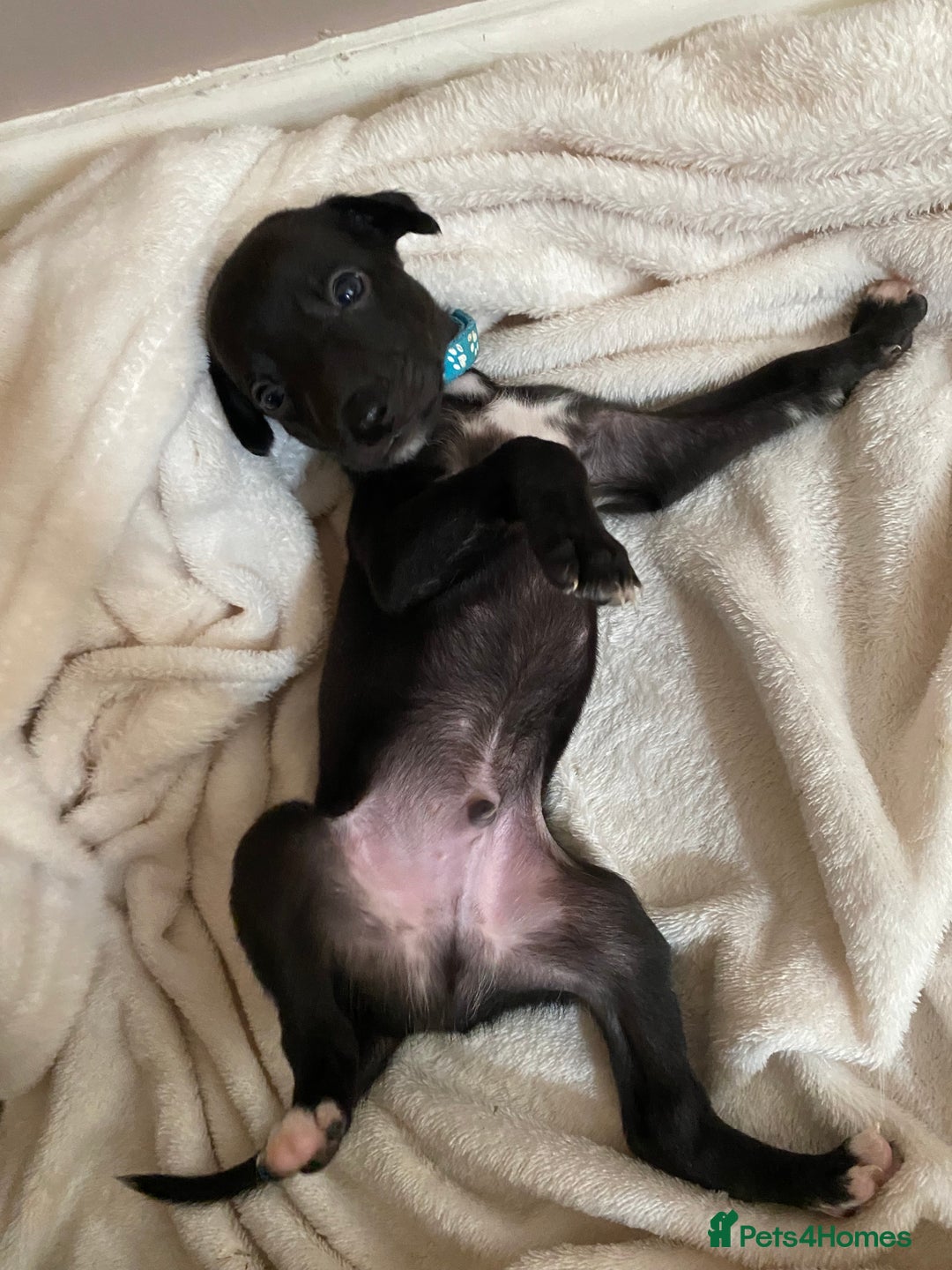Whippet dogs for sale: 6 stunning whippet puppies  - Image 2