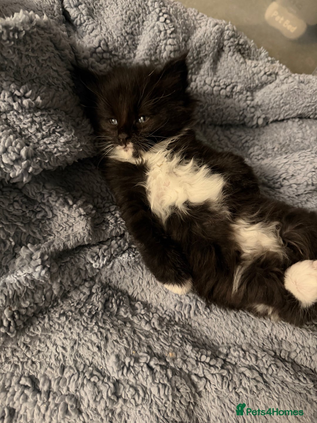 Maine Coon cats for sale: Mainecoon boy xx large  - Advert 14