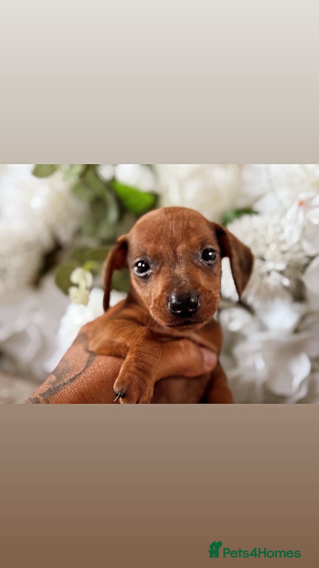 Miniature Dachshund dogs for sale: ⭐️Beautiful litter Of Rainbow Dachshund Puppies⭐️ - Image 5