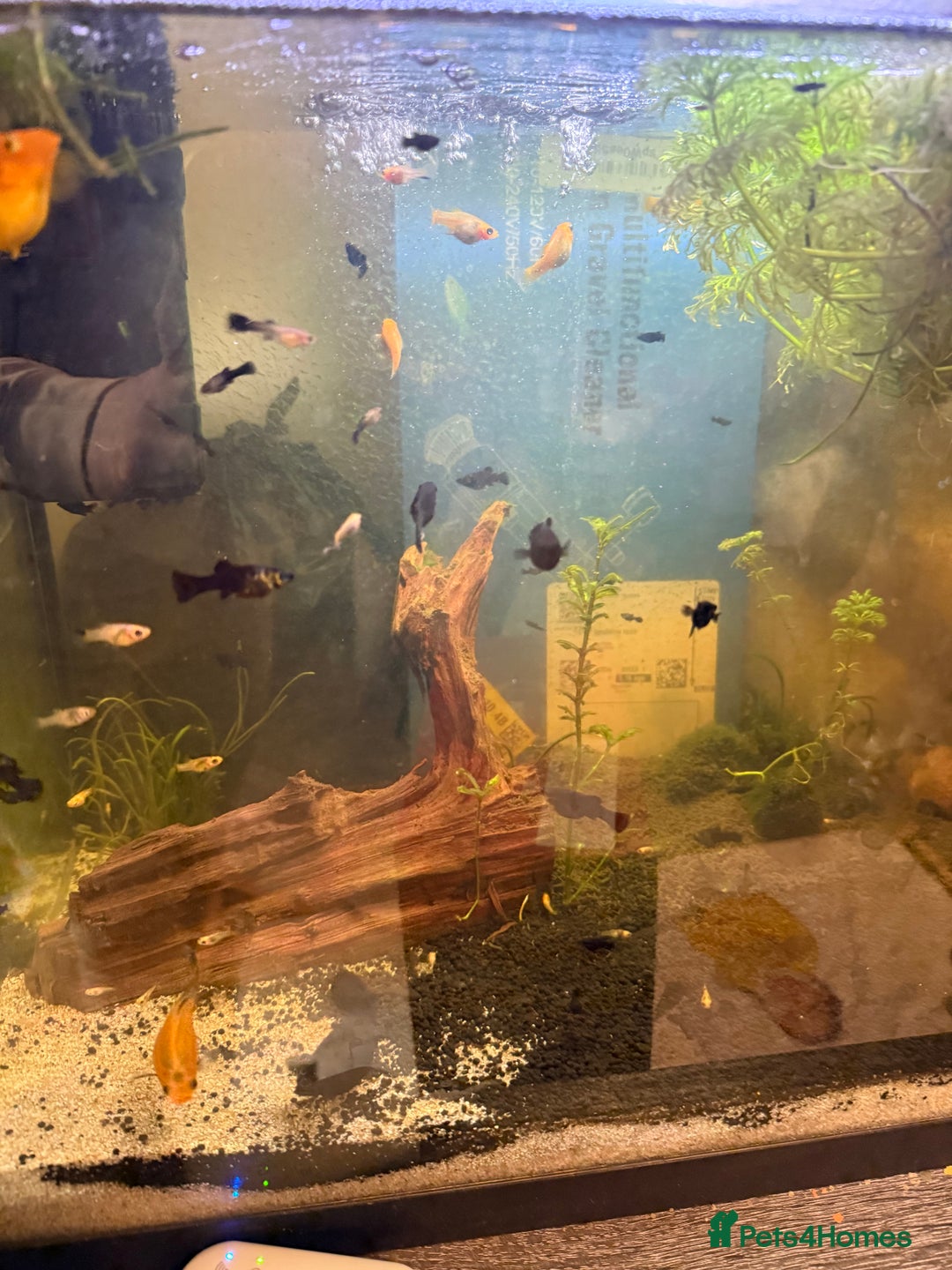 Mollies fish for sale: Mollie and guppie young fish and fry - Advert 1