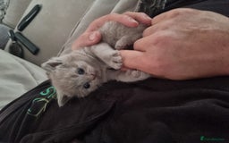 British Shorthair cats for sale: Beautiful British shorthair babies  - Image 2
