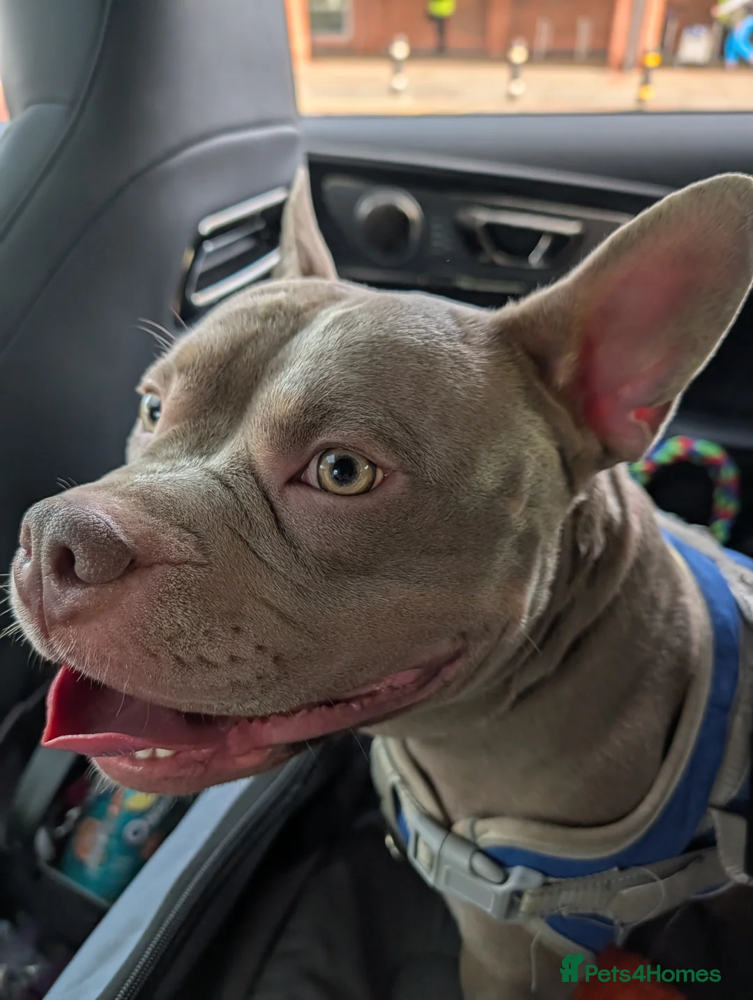 Mixed Breed dogs for sale: Pocket bully x frenchie in Newport - Advert 5