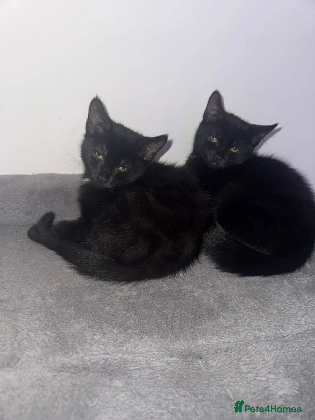 Mixed Breed cats for sale: 2 black sisters. in Eastleigh - Advert 1