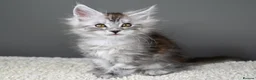 Maine Coon cats for sale: Black Smoke undercoat kittens  - Advert 22