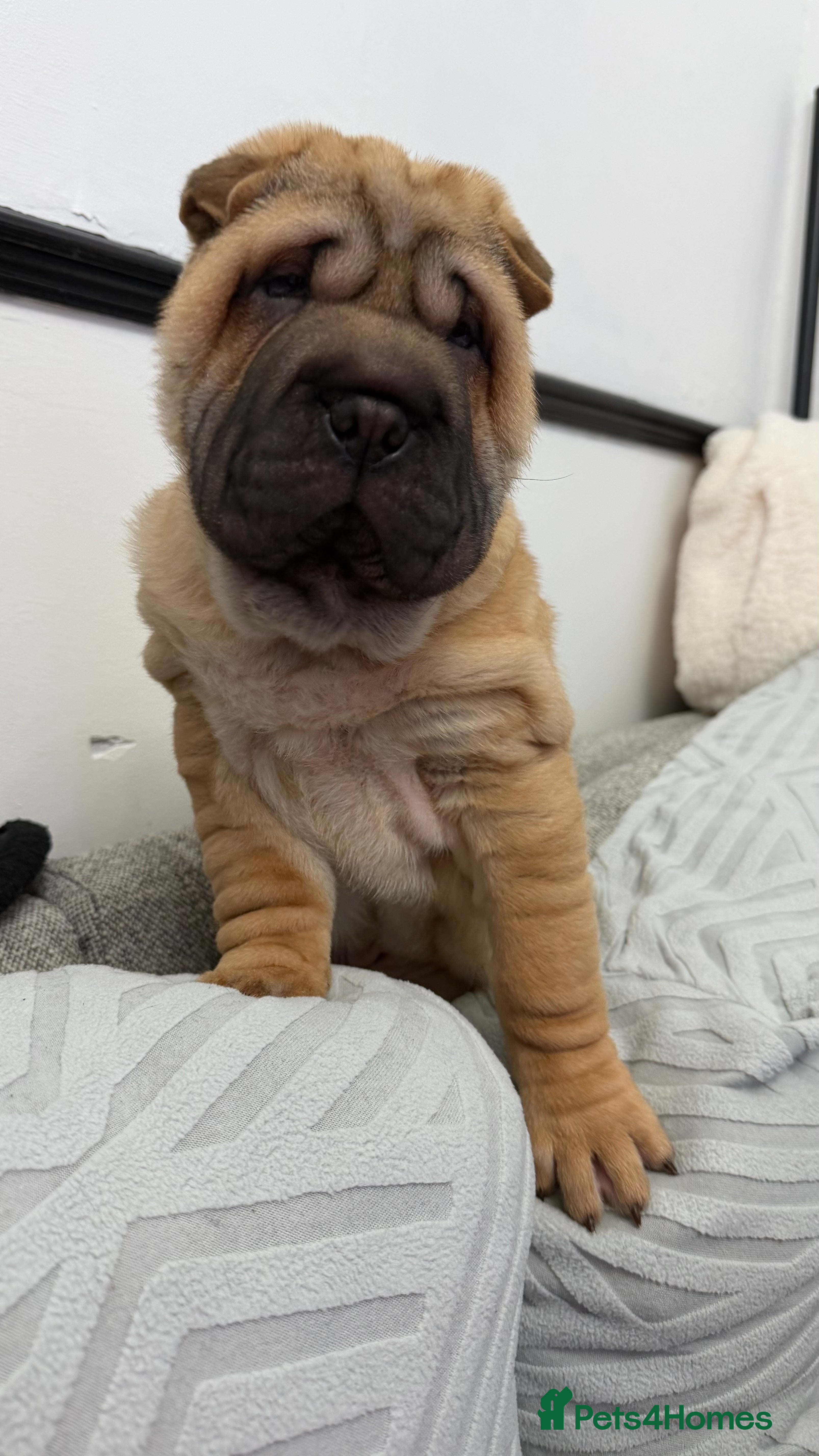 Shar Pei dogs 1 little girl left looking for her forever homes  - Advert 18