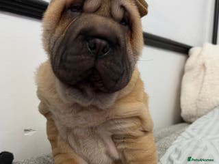 Shar Pei dogs 1 little girl left looking for her forever homes - Advert 3