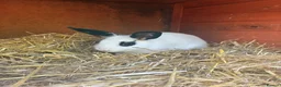 Mixed Breed rabbits for sale: Adorable Baby Rabbits for Sale – Ready Now! 🐰 - Advert 5