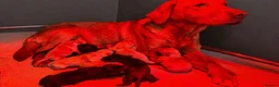 Labrador Retriever dogs for sale: KC Labrador Puppies - Advert 4