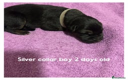 German Shepherd dogs for sale: German shepherd puppies  - Image 5