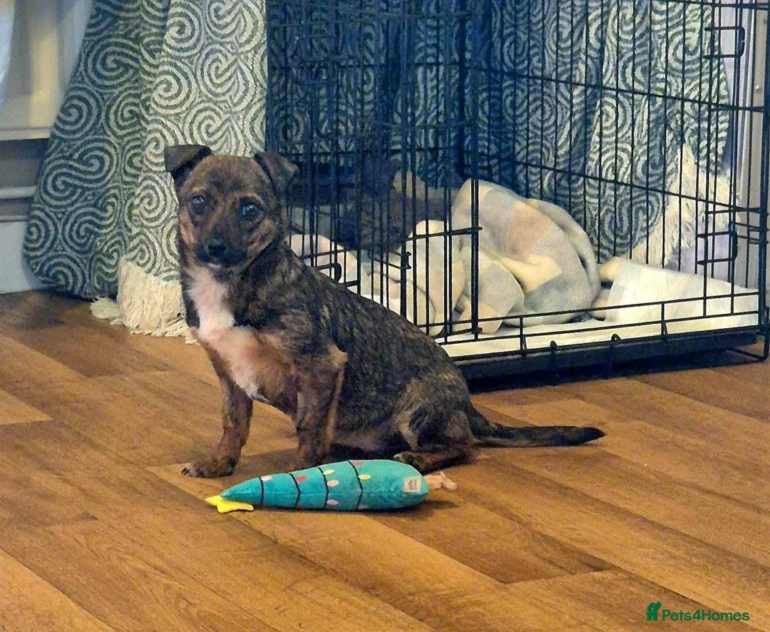 Mixed Breed dogs for adoption: Shy Shiloh - Advert 6