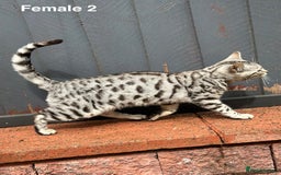 Bengal cats for sale: Beautiful Bengal Cross Kittens! Price Reduced!! in Rochdale - Image 6