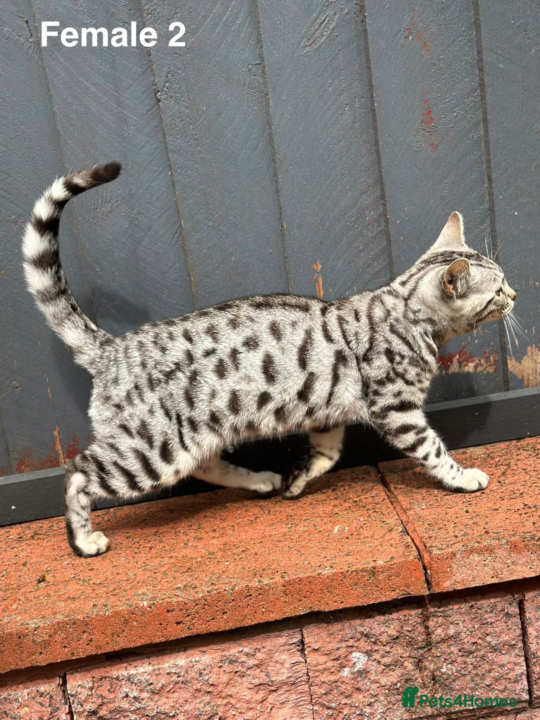 Bengal cats for sale: Beautiful Bengal Cross Kittens! Price Reduced!! in Rochdale - Image 6
