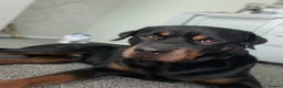 Rottweiler dogs for stud: •PROVEN •Very experienced stunning Rottweiler Stud in Doncaster - Advert 17