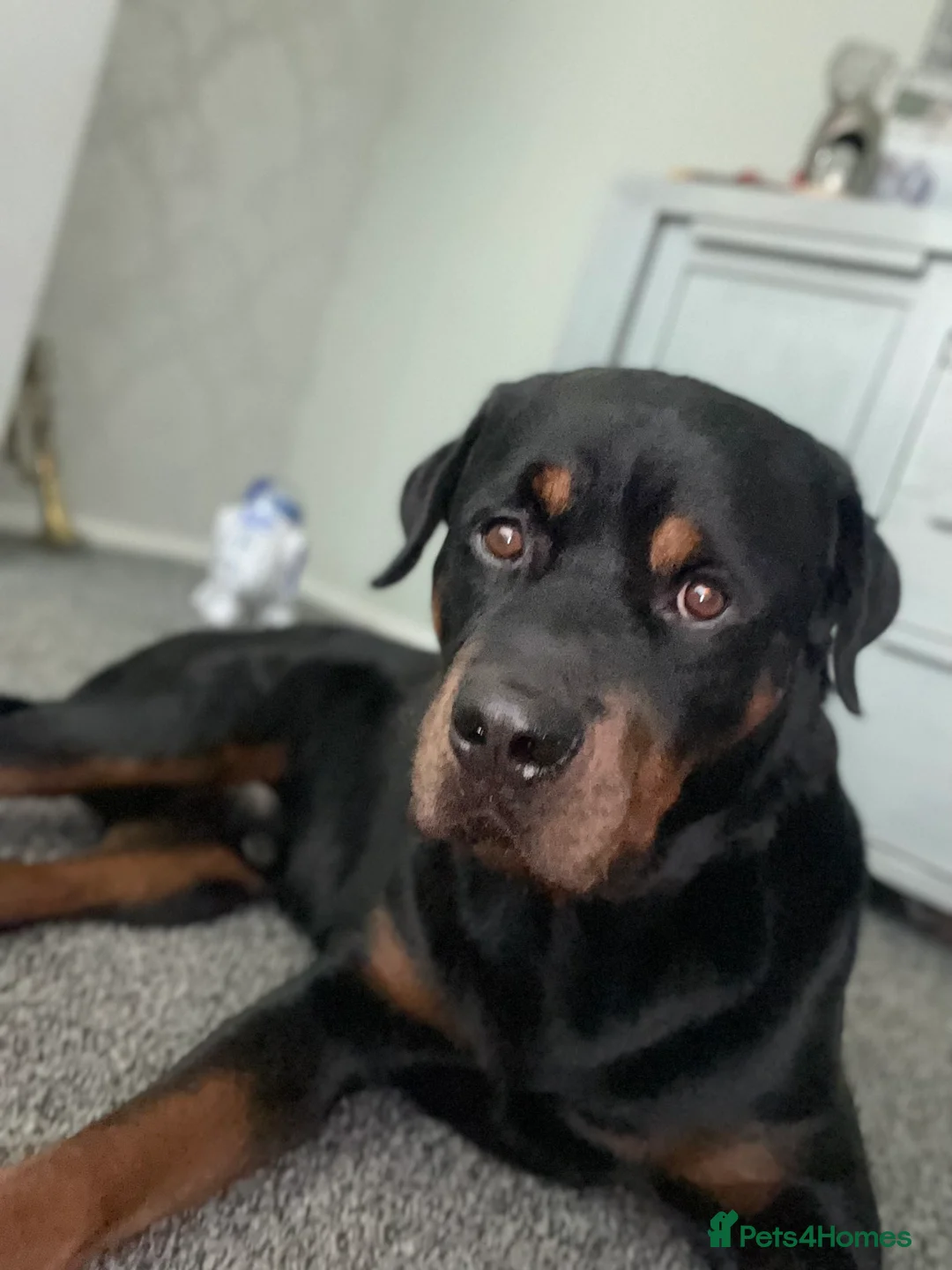 Rottweiler dogs for stud: •PROVEN •Very experienced stunning Rottweiler Stud in Doncaster - Advert 17