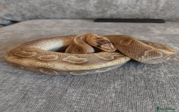 Snake reptiles for sale: Male champagne royal python  - Image 1