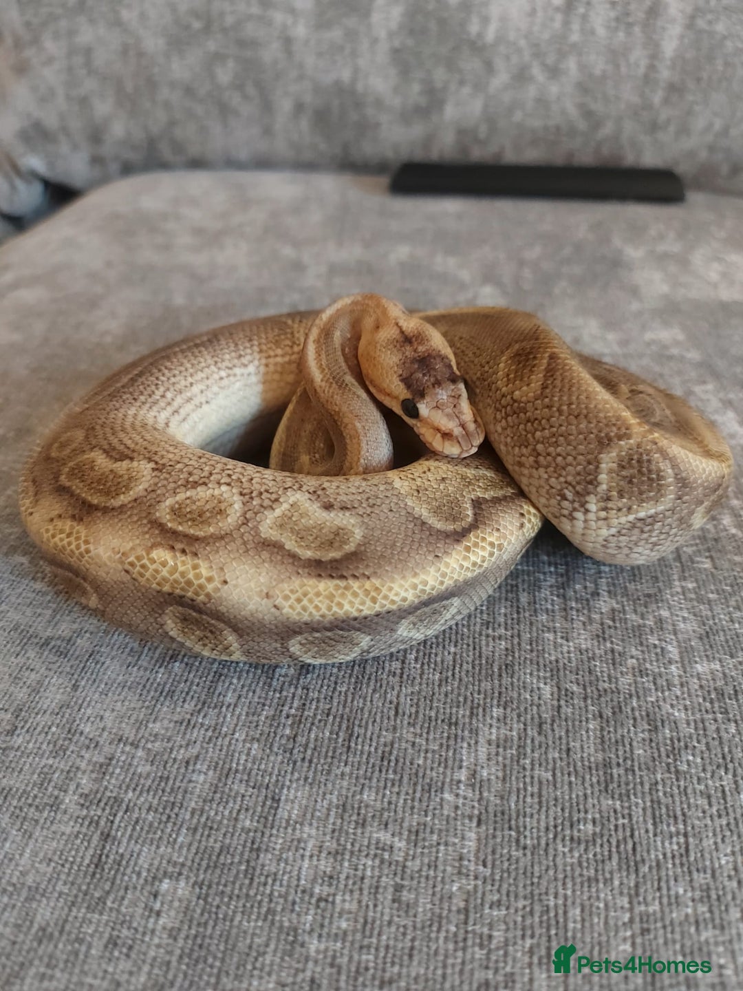Snake reptiles for sale: Male champagne royal python  - Image 1