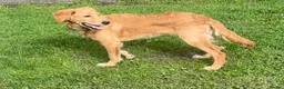 Golden Retriever dogs for sale: A BEAUTIFUL GOLDENDOODLE BOY - Advert 4
