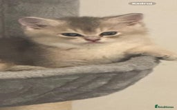 Scottish Fold cats for sale: Lovely Scottish Straight Kittens Ready fo Families - Advert 9