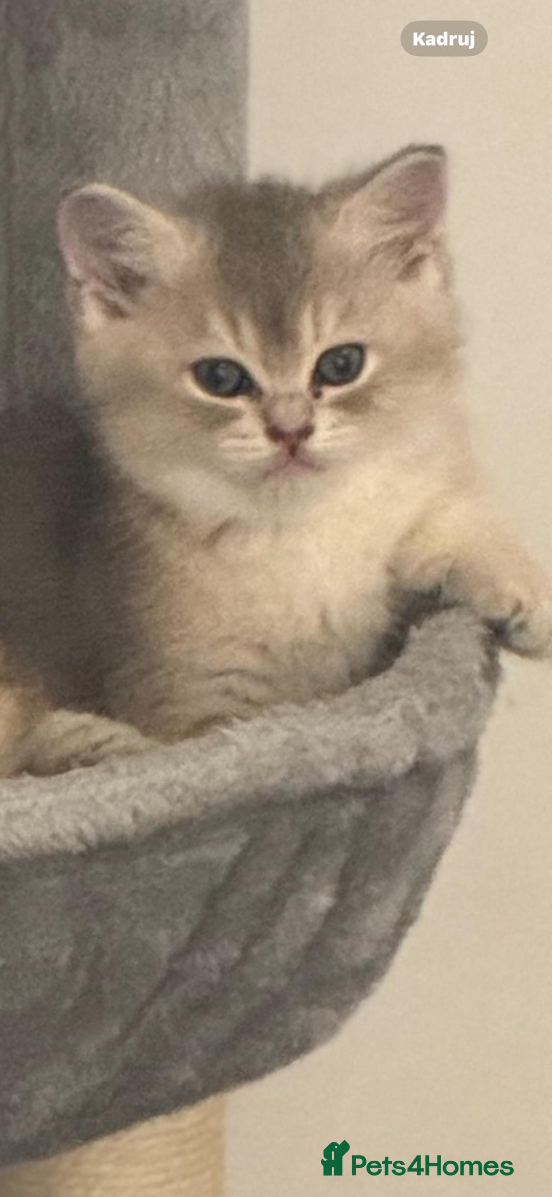 Scottish Fold cats for sale: Lovely Scottish Straight Kittens Ready fo Families - Advert 9