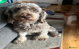 Cockapoo dogs for sale: cockapoo - Image 6