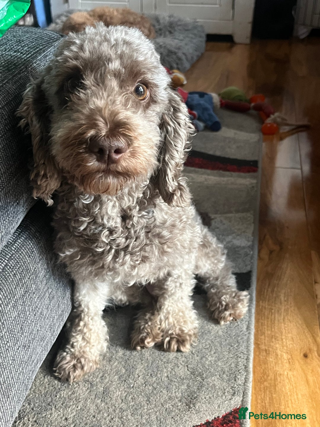 Cockapoo dogs for sale: cockapoo - Image 6