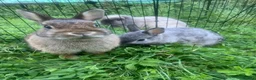 Netherland Dwarf rabbits for sale: URGENT 1 LEFT - Advert 24