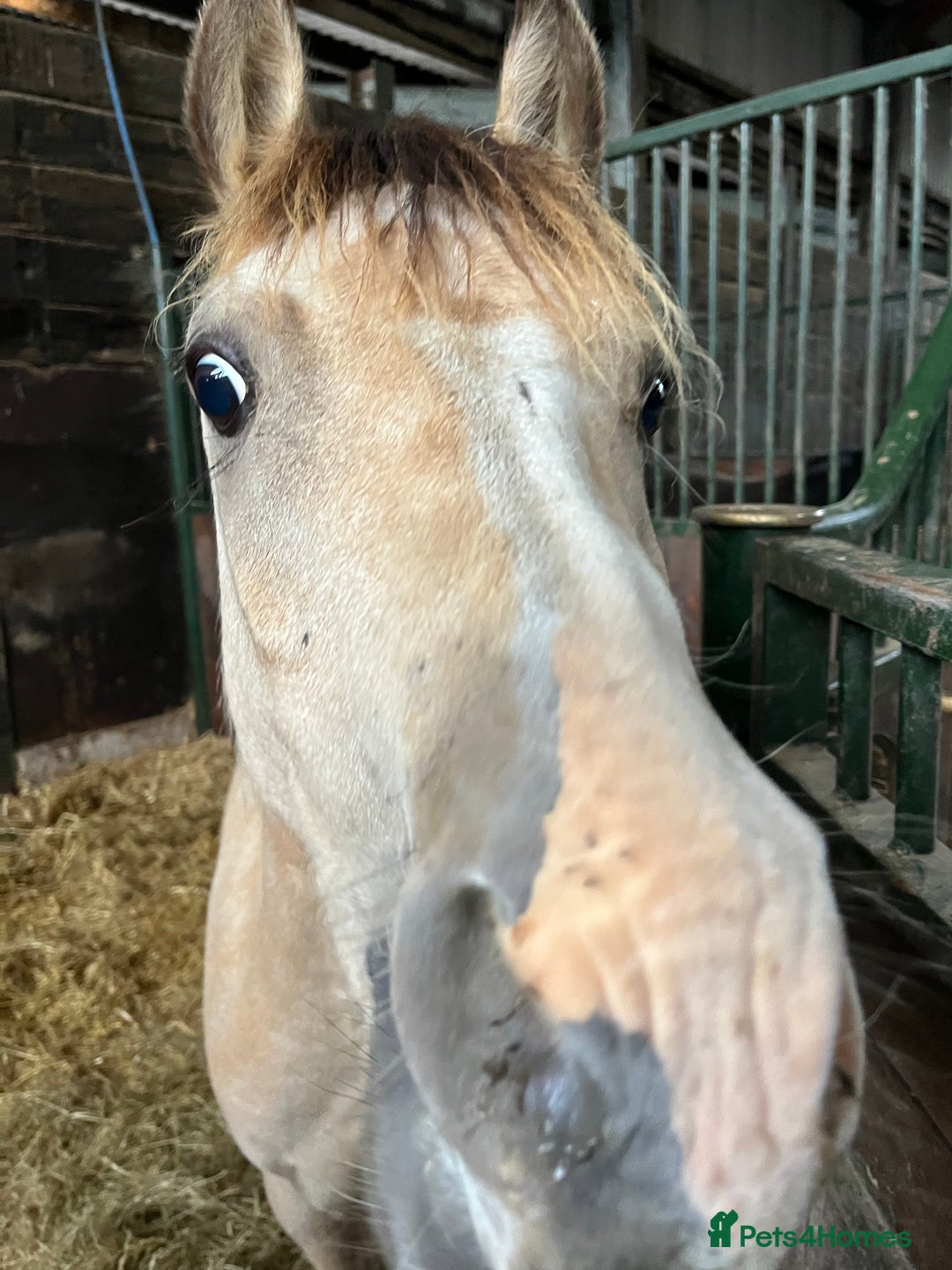 Welsh Section B horses for sale: Section B gelding for sale  - Image 2