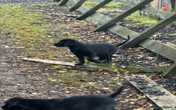 Labrador Retriever dogs for sale: 5 Labrador puppies for sale  - Image 5
