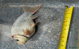 Koi Carp fish for sale: Koi for Sale - Image 6