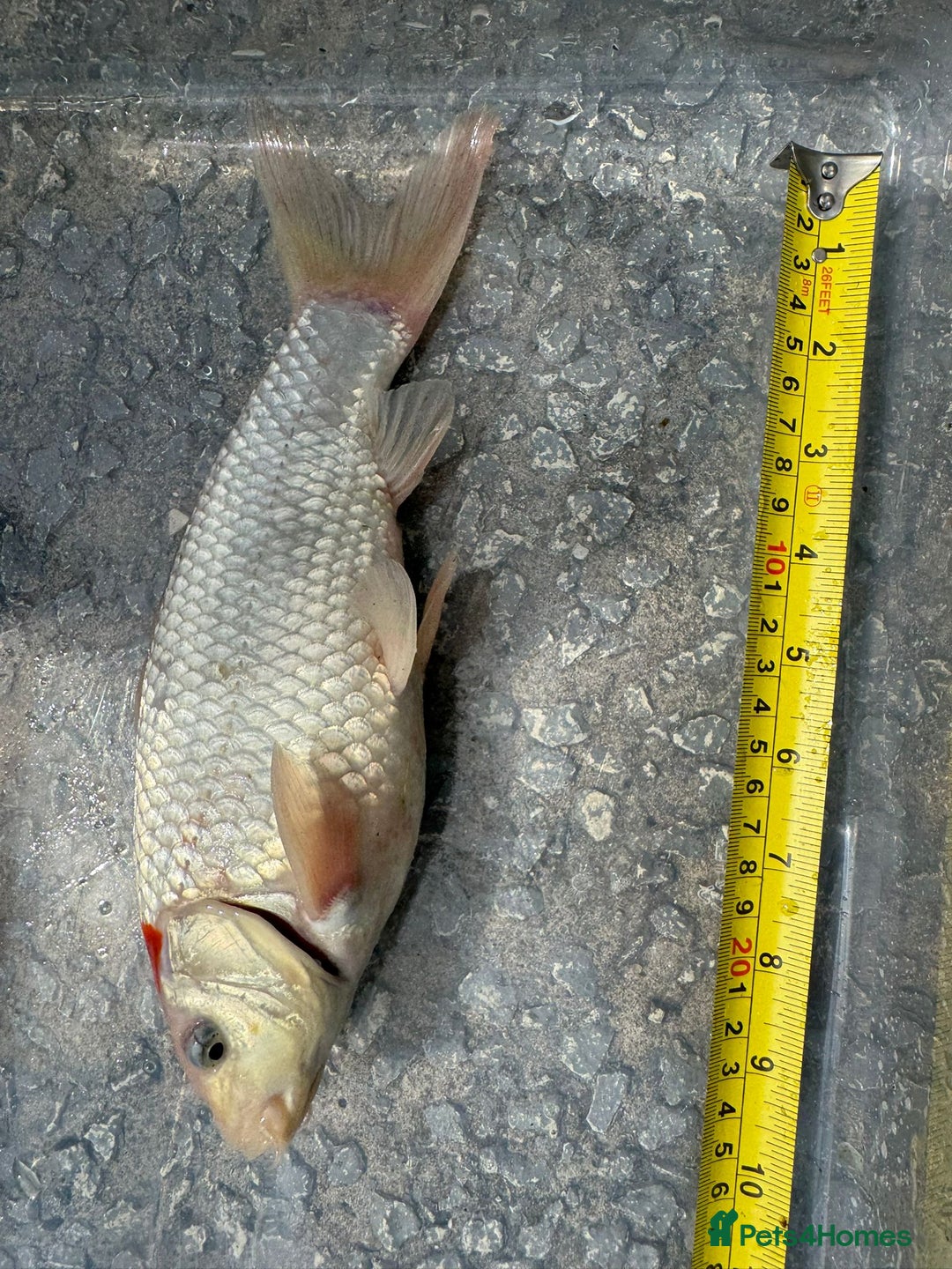 Koi Carp fish for sale: Koi for Sale - Image 6