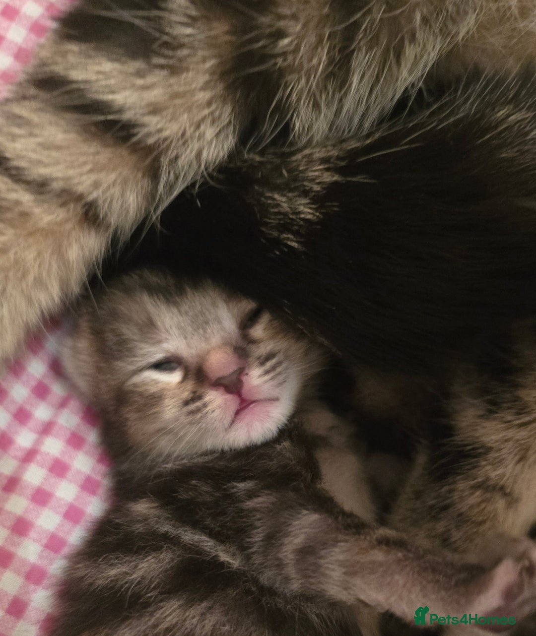 Mixed Breed cats for sale: The Fab Four - Advert 10