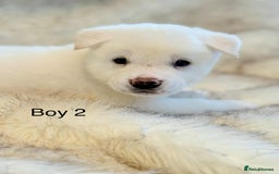 Akita dogs for sale: Akita puppies 4 - 2 boys 2 girls  - Image 10