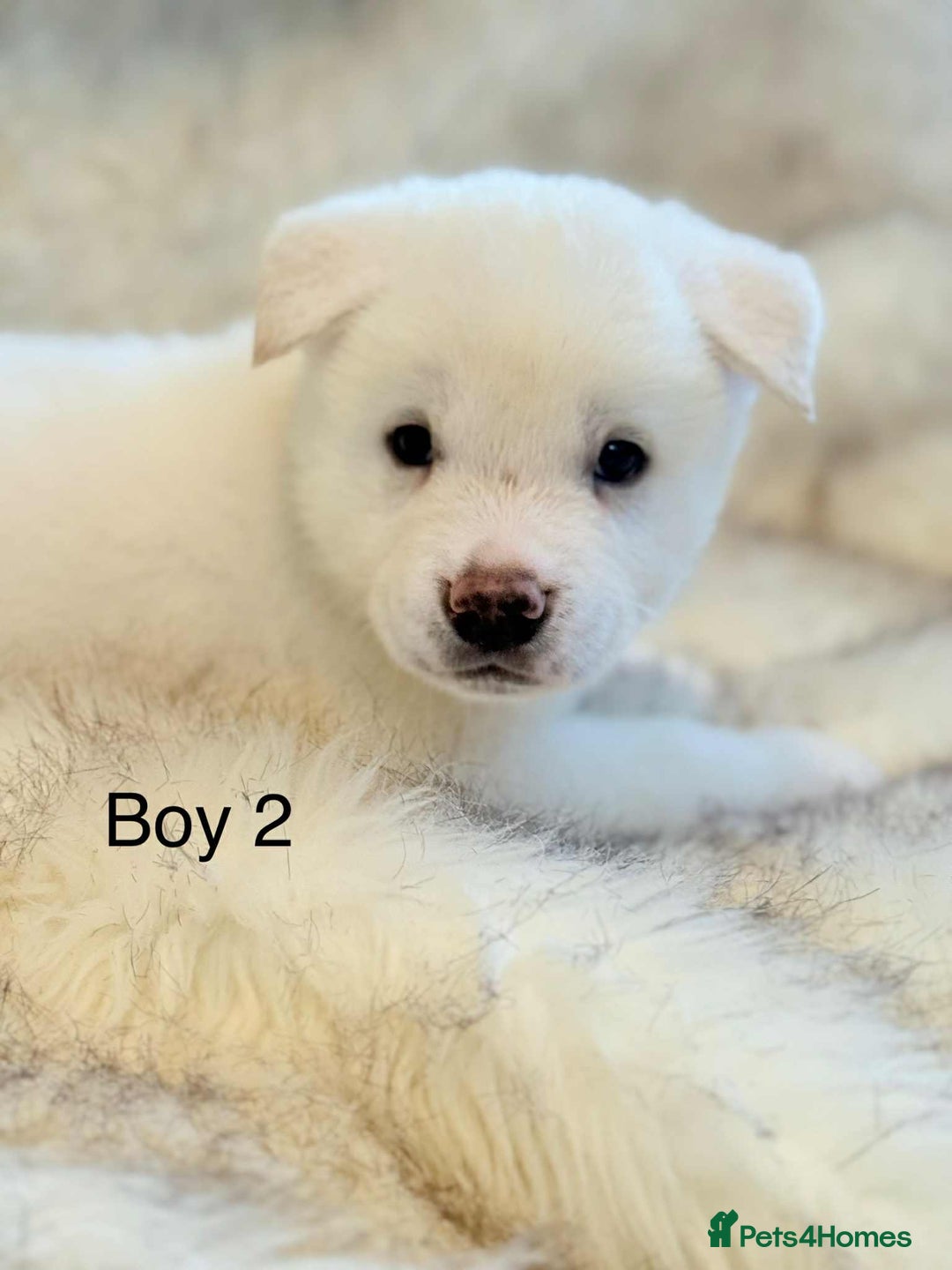 Akita dogs for sale: Akita puppies 4 - 2 boys 2 girls  - Image 10