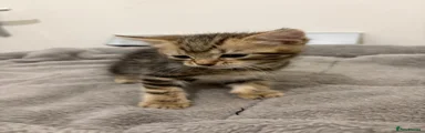 Bengal 4