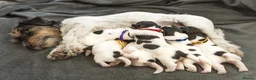 Jackapoo dogs for sale: Jack Russell x poodle puppies - Advert 2