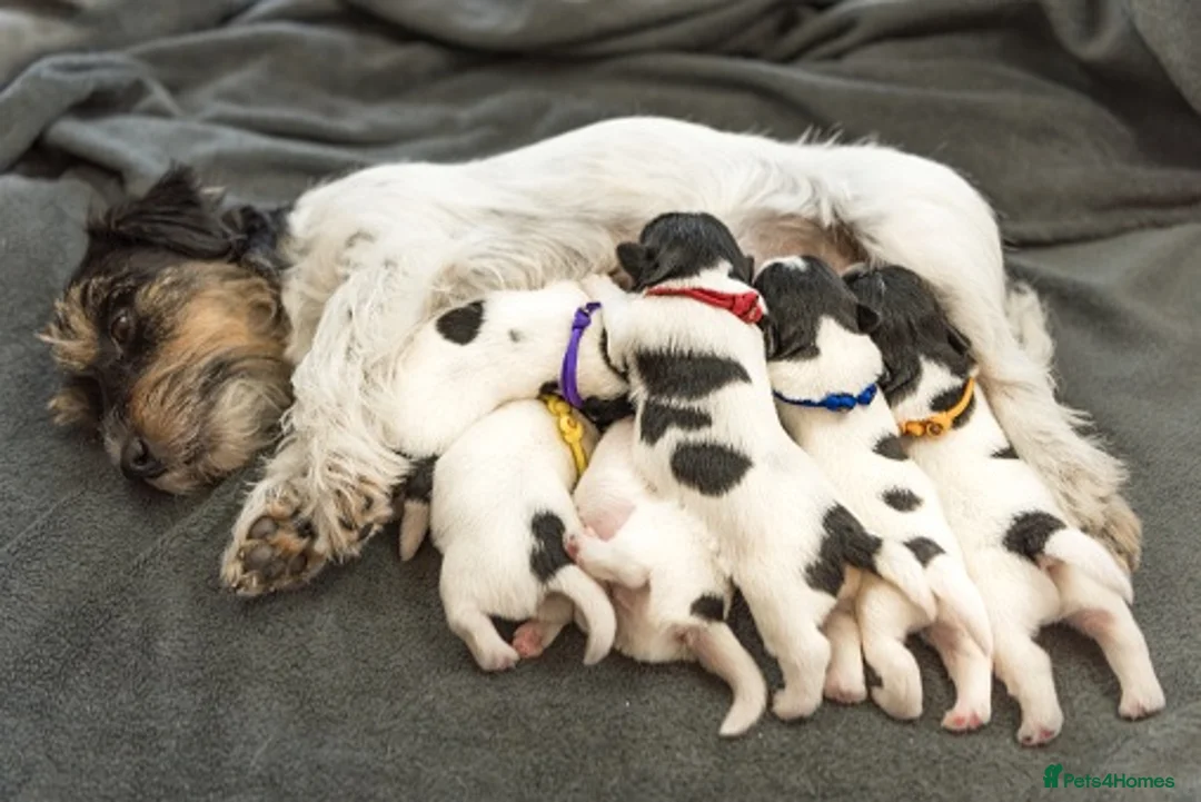 Jackapoo dogs for sale: Jack Russell x poodle puppies - Advert 2