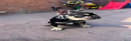 French Bulldog dogs for sale: Black & Fawn French Bulldog  in Nantwich - Advert 2