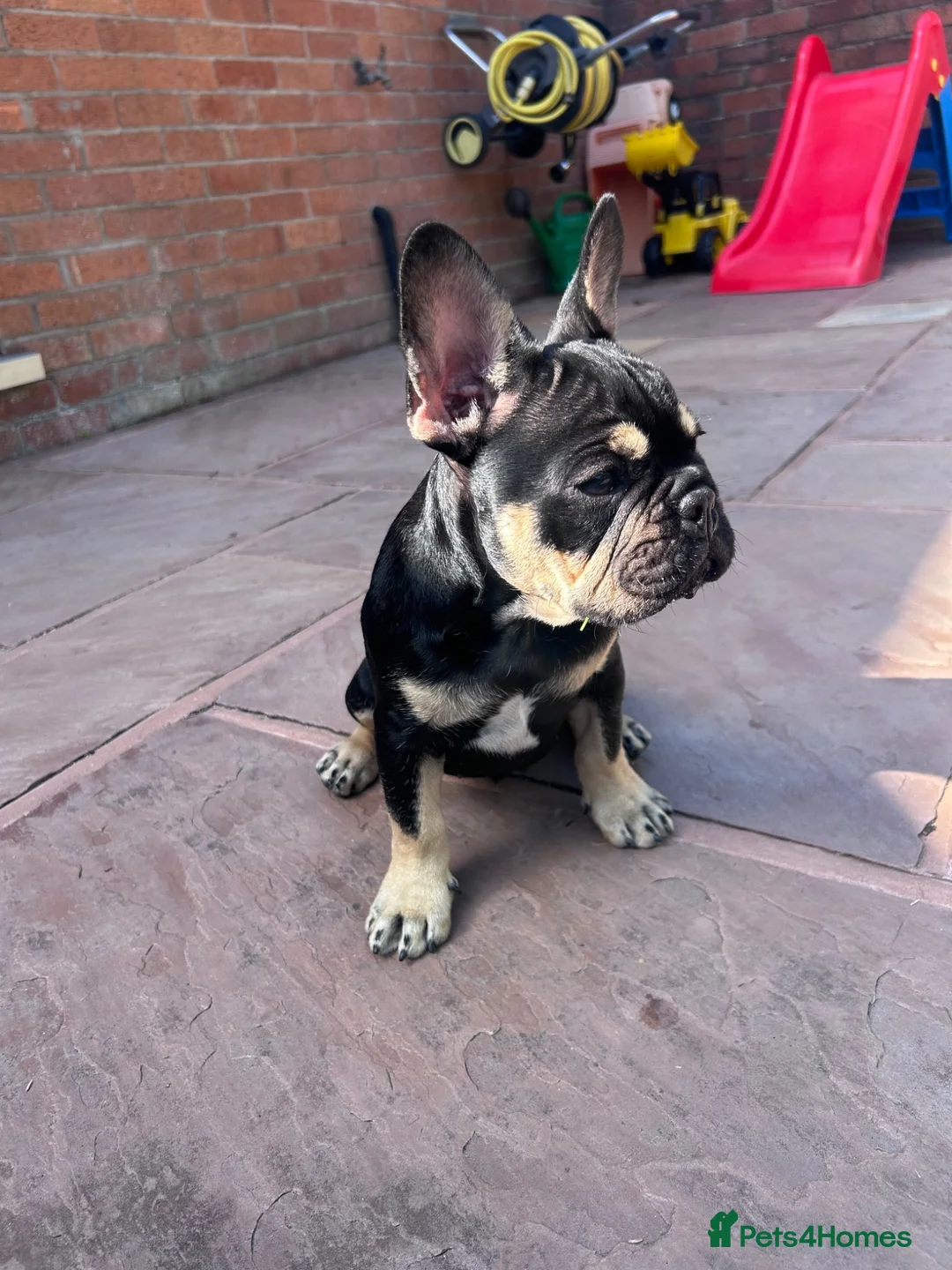 French Bulldog dogs for sale: Black & Fawn French Bulldog  in Nantwich - Advert 2