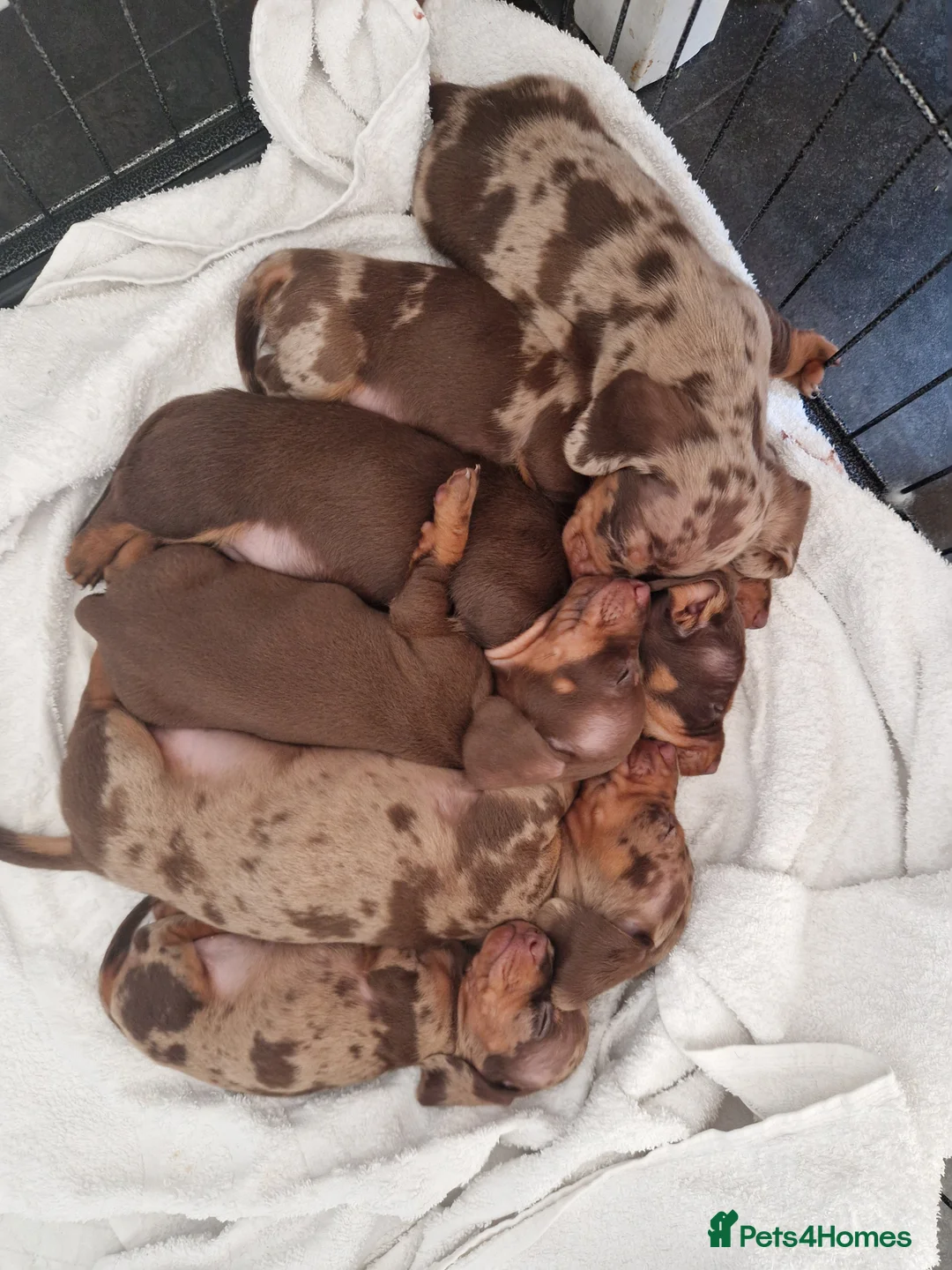 Miniature Dachshund dogs for sale: Beautiful Miniature Smooth Haired Dachshund  - Advert 2