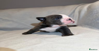 English Bulldog dogs - Advert 3