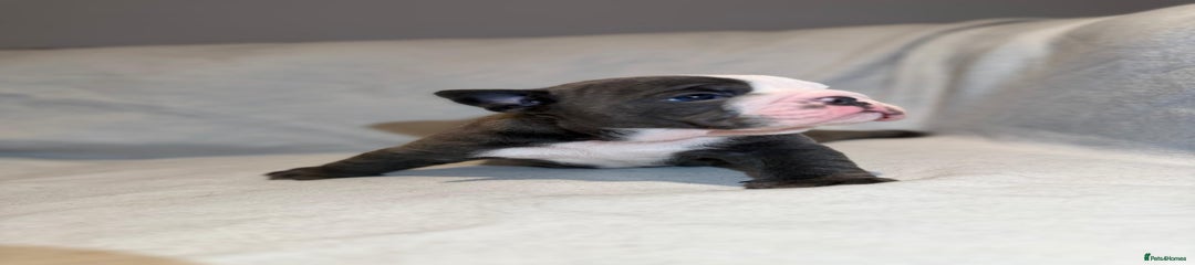 English Bulldog Puppy 1