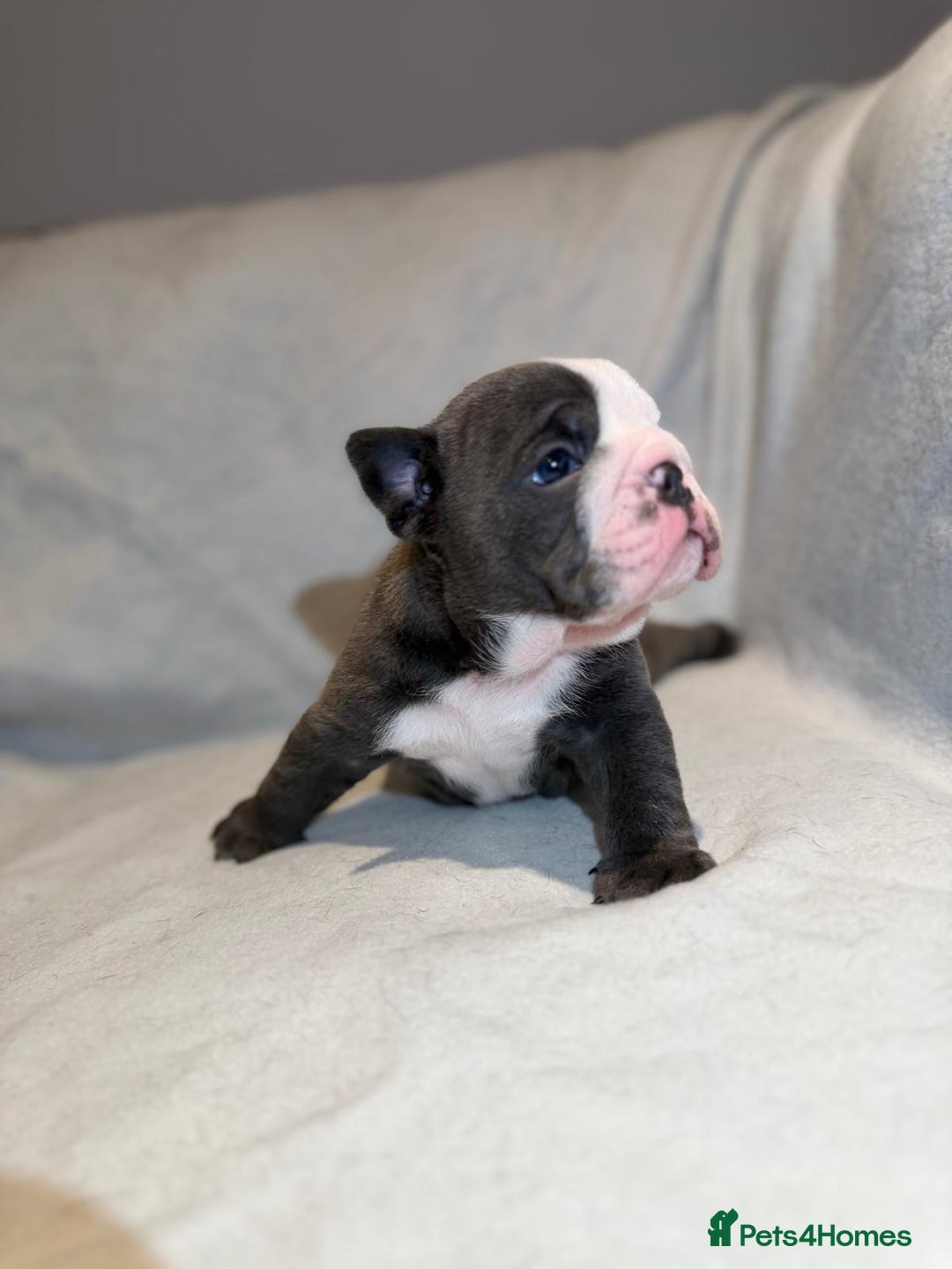 English Bulldog dogs for sale: Winnies babies - Image 5