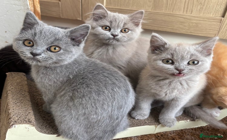 British Shorthair cats - Advert 1