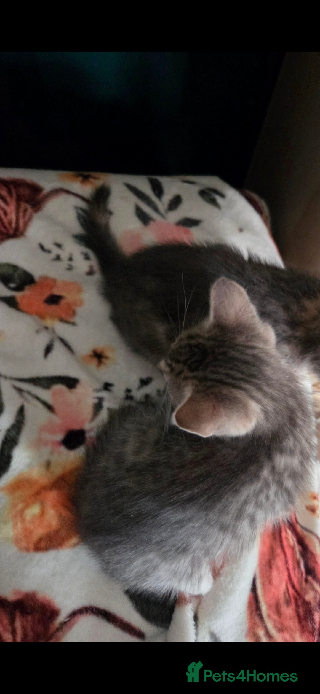 Mixed Breed cats for sale: Kittens ready now  - Image 9