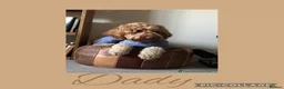 Australian Labradoodle dogs for sale: Multigenerational Australian Labradoodle puppies - Advert 28