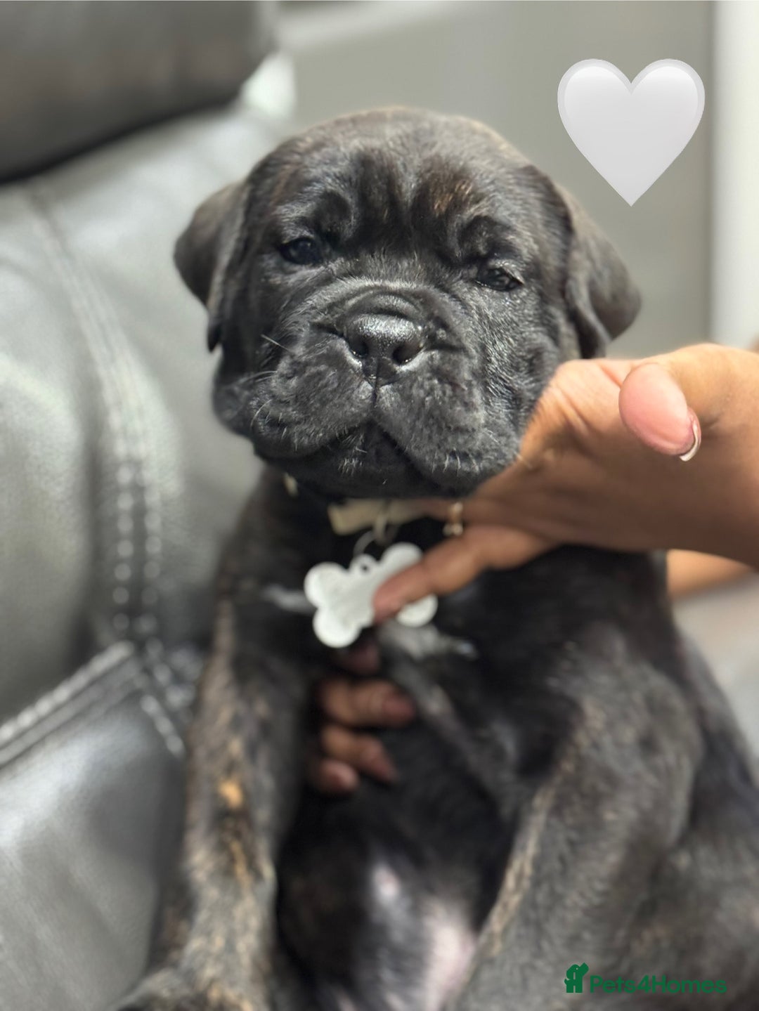 Cane Corso dogs for sale: Chunky Cane Corso Cross Pups – Ready Next Week! - Image 26